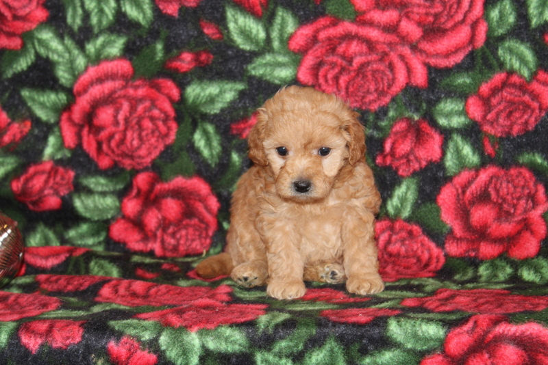 puppy, for, sale, Shi Poo, Matthew B. Stoltzfus, dog, breeder, Gap, PA, dog-breeder, puppy-for-sale, forsale, nearby, find, puppyfind, locator, puppylocator, aca